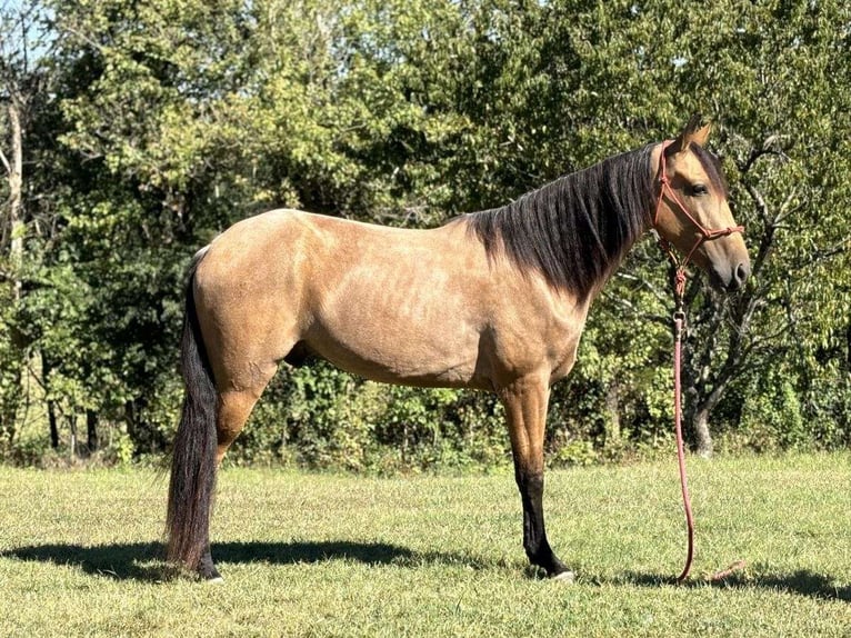 Tennessee Walking Horse Castrone 2 Anni 152 cm Pelle di daino in Addison