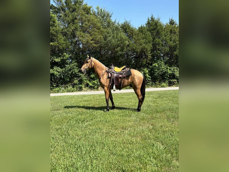 Tennessee Walking Horse Castrone 2 Anni 152 cm Pelle di daino in Addison