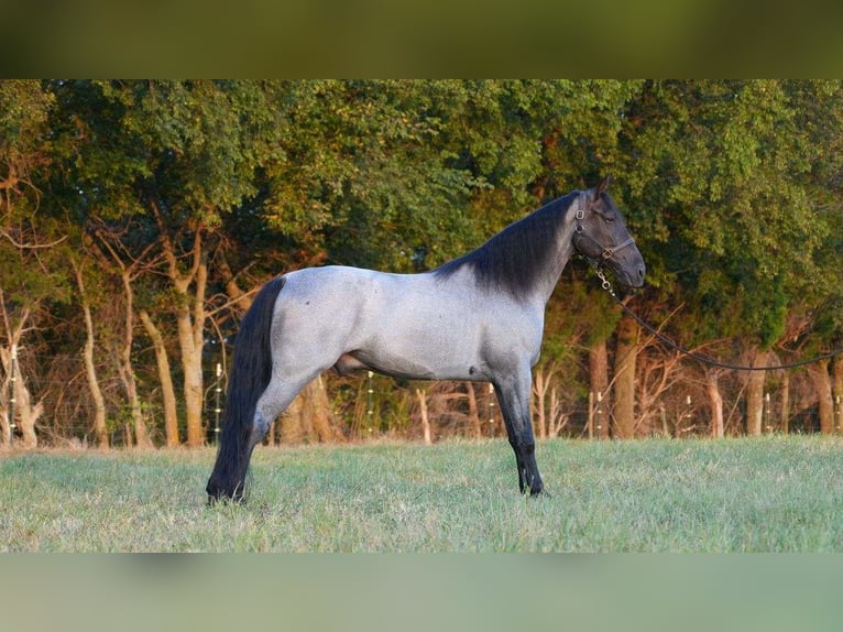 Tennessee Walking Horse Castrone 2 Anni 152 cm Roano blu in colorado