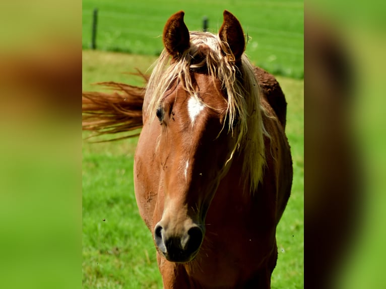 Tennessee Walking Horse Castrone 2 Anni 152 cm Sauro in Dipperz