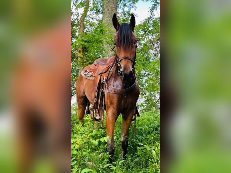 Tennessee Walking Horse Castrone 3 Anni 152 cm Baio ciliegia in Murfreesboro, TN