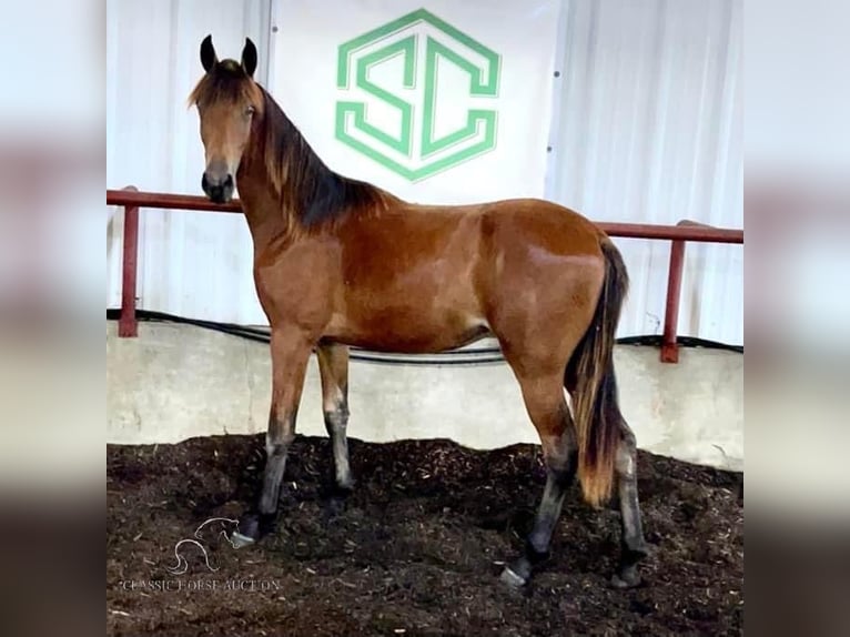 Tennessee Walking Horse Castrone 3 Anni 152 cm Baio ciliegia in Murfreesboro, TN