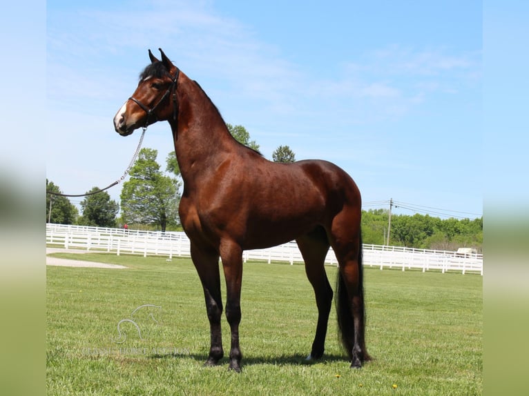 Tennessee Walking Horse Castrone 3 Anni 152 cm Baio ciliegia in Lewisburg, TN