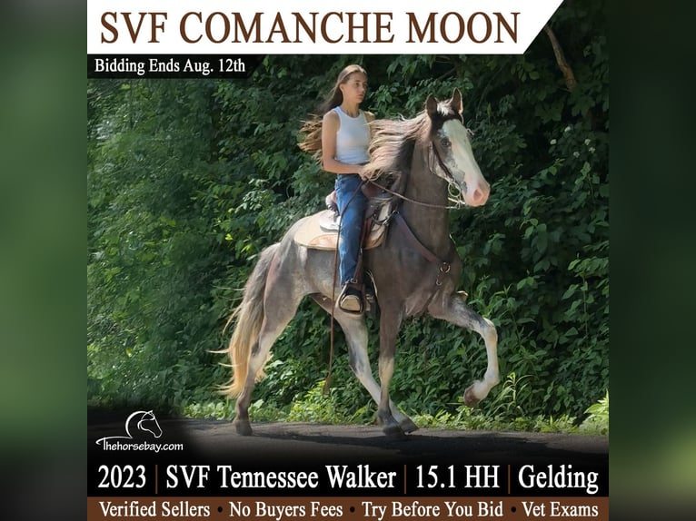 Tennessee Walking Horse Castrone 3 Anni 155 cm Baio nero in Salt Lick, KY