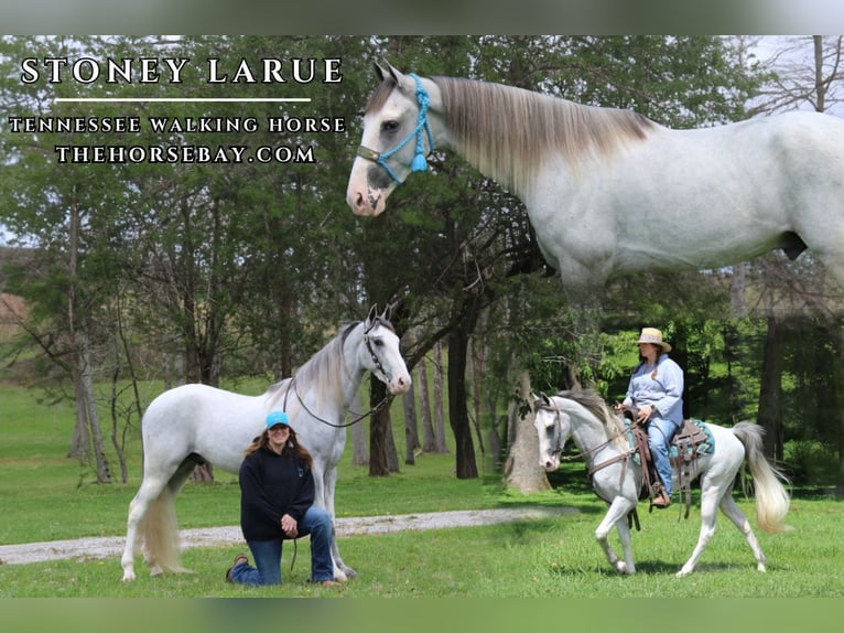 Tennessee Walking Horse Castrone 3 Anni 157 cm Grigio in Mount Vernon, KY