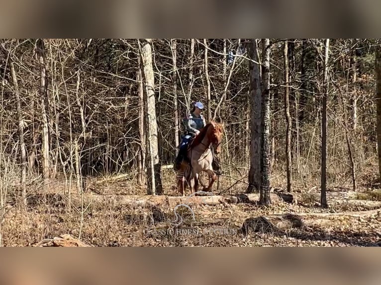 Tennessee Walking Horse Castrone 3 Anni 163 cm in Lewisburg, TN