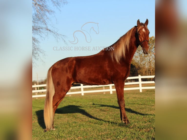 Tennessee Walking Horse Castrone 3 Anni 163 cm Sauro ciliegia in Lewisburg, TN