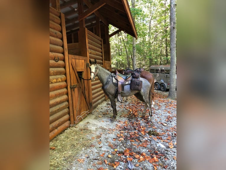 Tennessee Walking Horse Castrone 4 Anni 142 cm Morello in ROCKHOLDS, KY