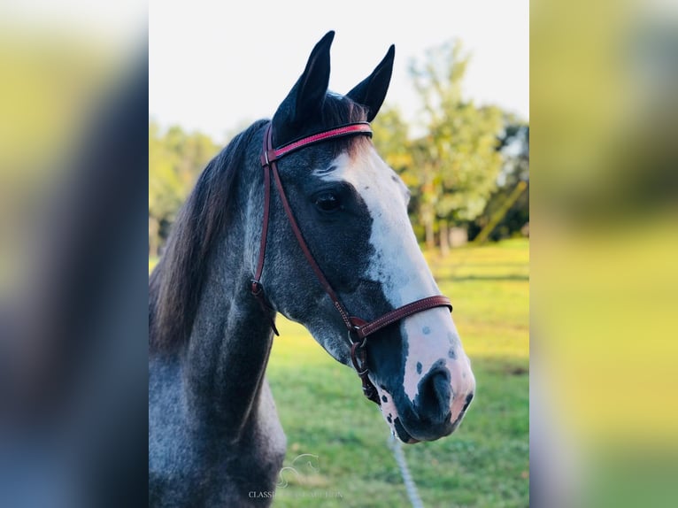 Tennessee Walking Horse Castrone 4 Anni 142 cm Morello in ROCKHOLDS, KY