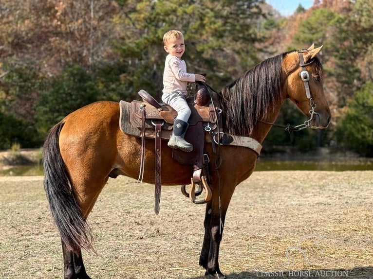 Tennessee Walking Horse Castrone 4 Anni 142 cm Pelle di daino in Parkers Lake, KY