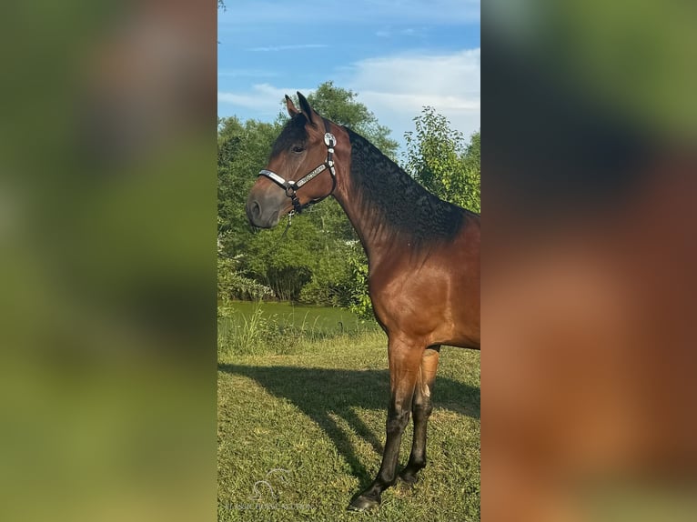 Tennessee Walking Horse Castrone 4 Anni 152 cm Baio ciliegia in Murfreesboro, TN