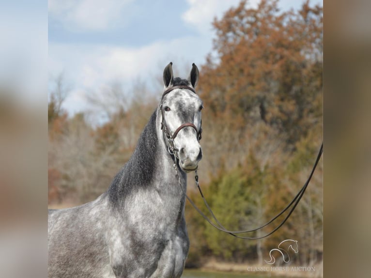 Tennessee Walking Horse Castrone 4 Anni 152 cm Grigio in Hustonville, KY