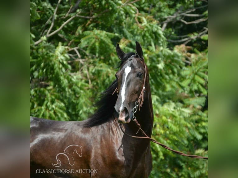 Tennessee Walking Horse Castrone 4 Anni 152 cm Morello in Hustonville, KY