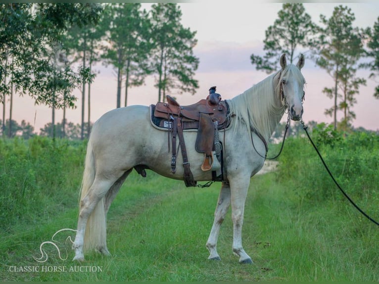 Tennessee Walking Horse Castrone 4 Anni 152 cm Palomino in Thomasville