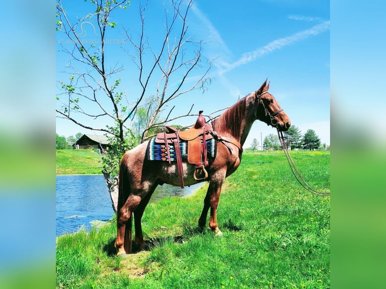 Tennessee Walking Horse Castrone 4 Anni 152 cm Red dun in COLUMBIA, KY