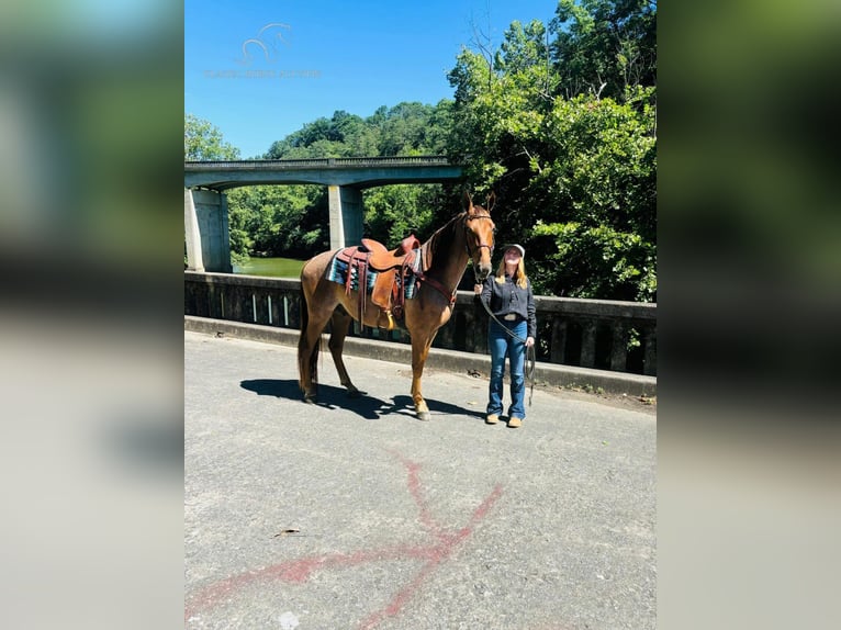 Tennessee Walking Horse Castrone 4 Anni 152 cm Red dun in COLUMBIA, KY