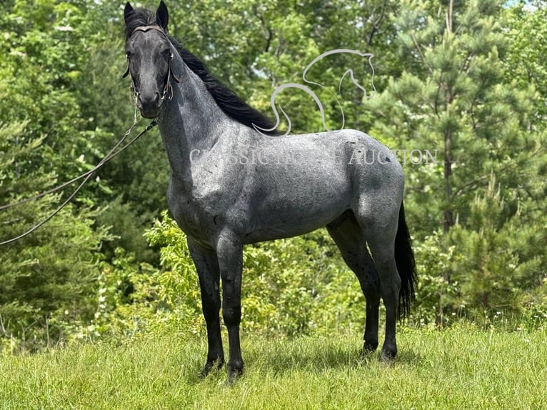 Tennessee Walking Horse Castrone 4 Anni 152 cm Roano blu in Whitley City, KY