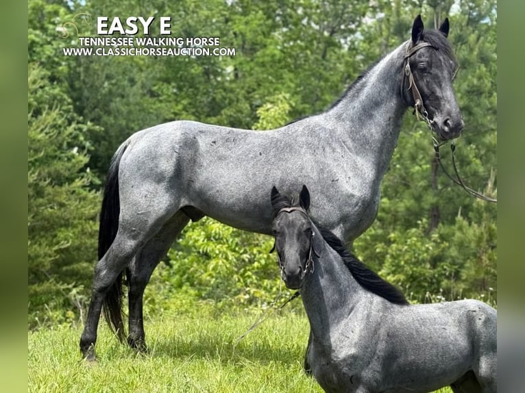 Tennessee Walking Horse Castrone 4 Anni 152 cm Roano blu in Whitley City, KY