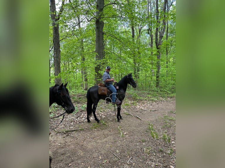 Tennessee Walking Horse Castrone 4 Anni 152 cm Roano blu in Lewisburg