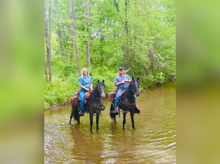 Tennessee Walking Horse Castrone 4 Anni 152 cm Roano blu in Lewisburg