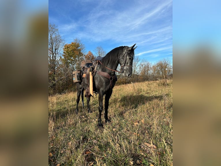 Tennessee Walking Horse Castrone 4 Anni 152 cm Roano blu in Lewisburg