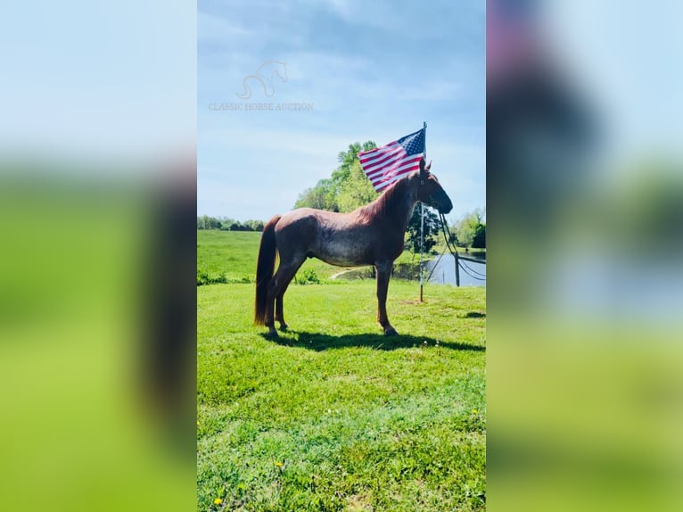 Tennessee Walking Horse Castrone 4 Anni 152 cm Roano rosso in Breeding, KY