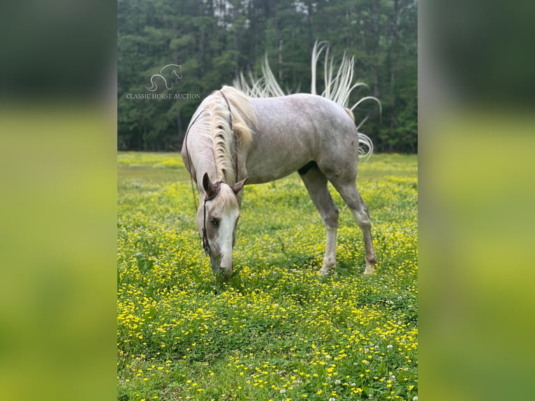 Tennessee Walking Horse Castrone 4 Anni 152 cm Sabino in independence, la