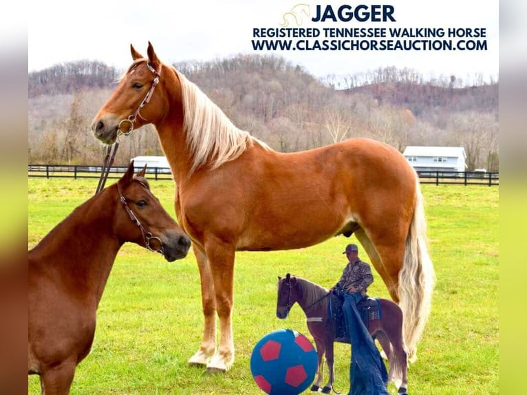 Tennessee Walking Horse Castrone 4 Anni 152 cm Sauro scuro in Salt Lick, KY