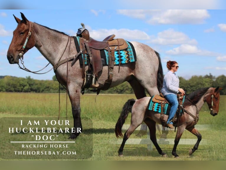 Tennessee Walking Horse Castrone 4 Anni 157 cm Baio roano in Lewisburg, TN