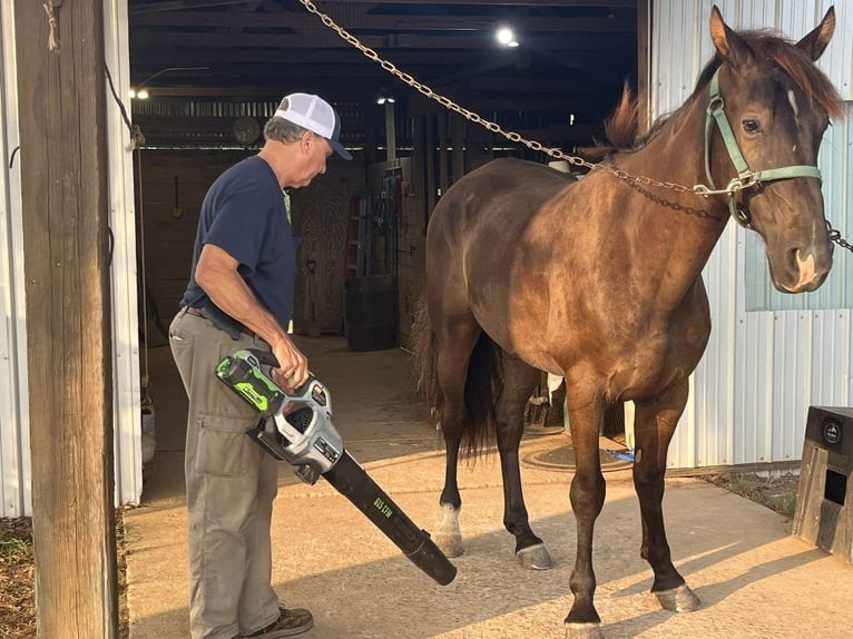 Tennessee Walking Horse Castrone 4 Anni 163 cm Morello in Monroe, NC