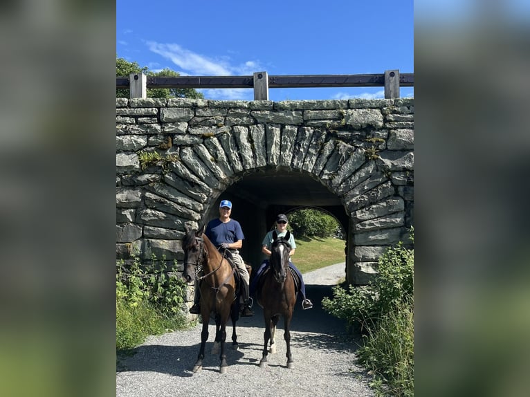 Tennessee Walking Horse Castrone 4 Anni 163 cm Morello in Monroe, NC