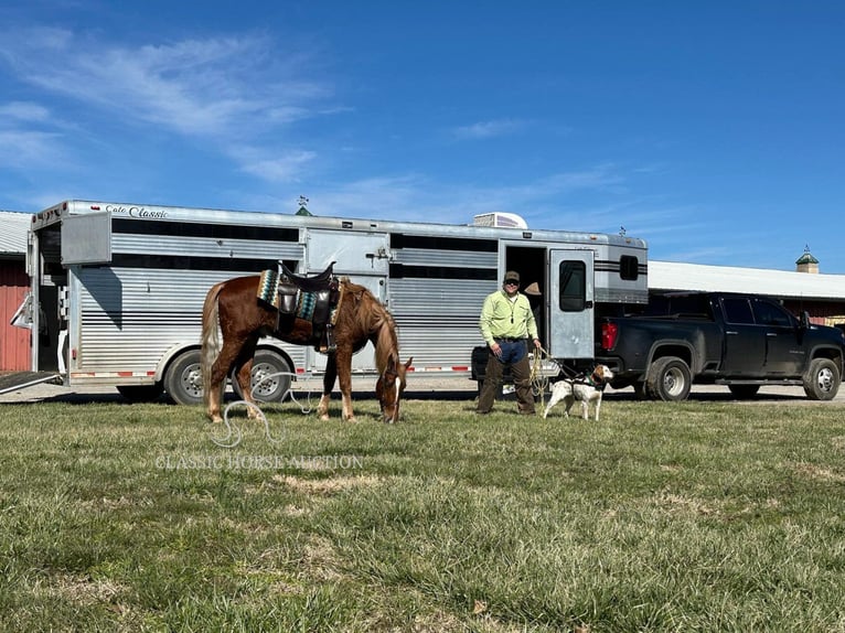 Tennessee Walking Horse Castrone 4 Anni 163 cm Sauro ciliegia in Shelbyville, TN