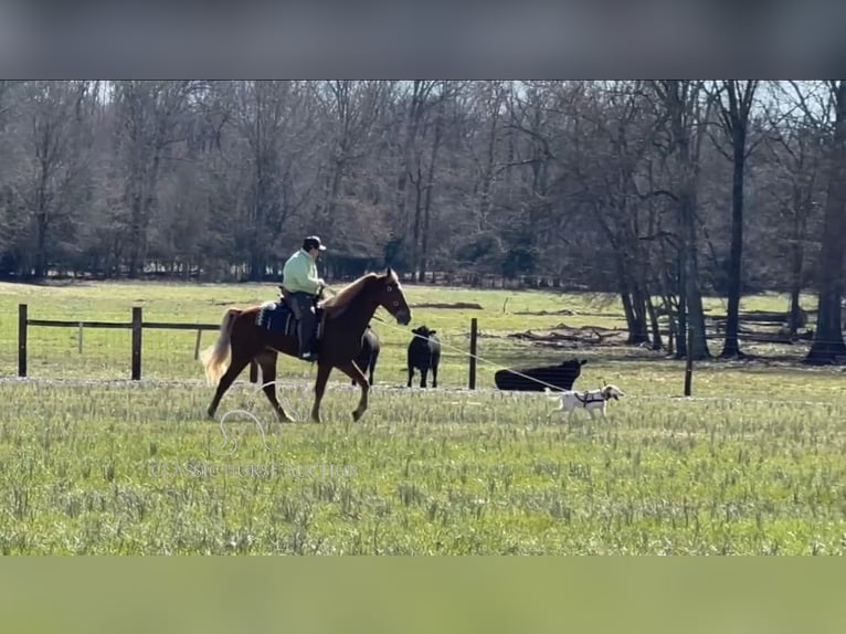 Tennessee Walking Horse Castrone 4 Anni 163 cm Sauro ciliegia in Shelbyville, TN