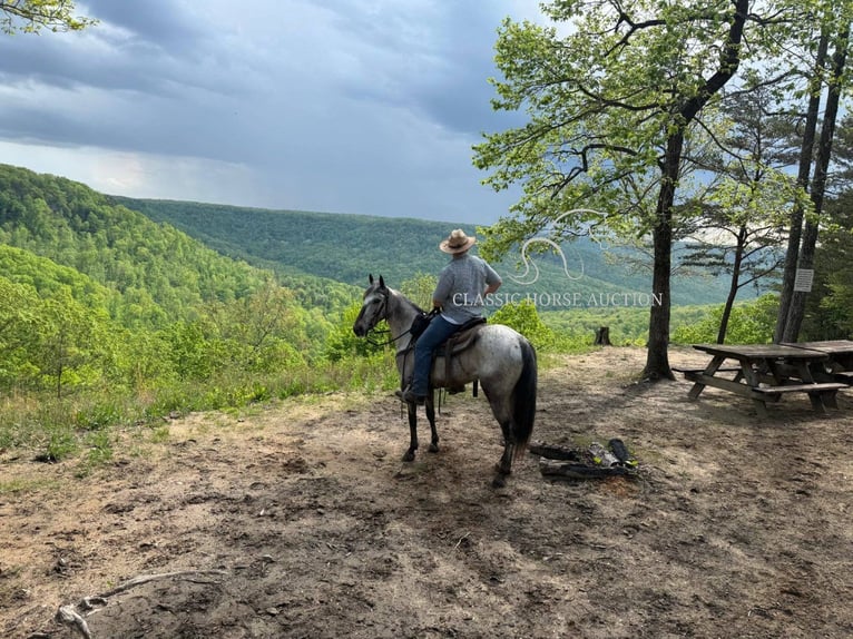 Tennessee Walking Horse Castrone 5 Anni 142 cm Baio ciliegia in Grayson, KY
