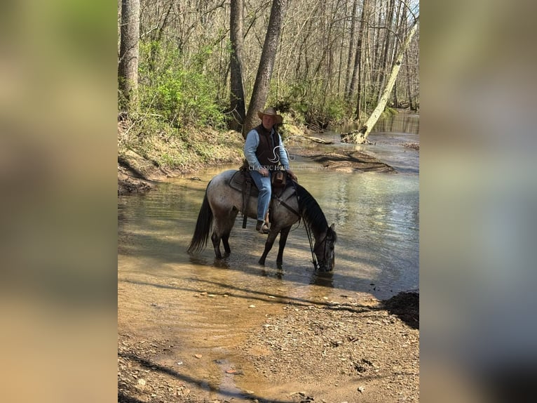 Tennessee Walking Horse Castrone 5 Anni 142 cm Baio ciliegia in Grayson, KY