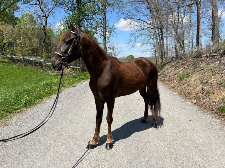 Tennessee Walking Horse Castrone 5 Anni 142 cm in Sneedville, TN