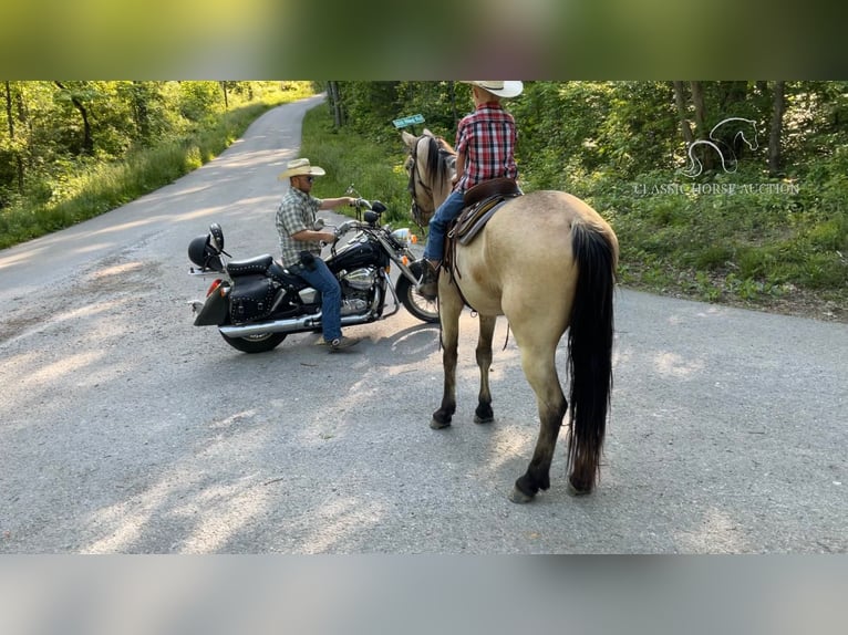 Tennessee Walking Horse Castrone 5 Anni 142 cm Pelle di daino in Whitley City