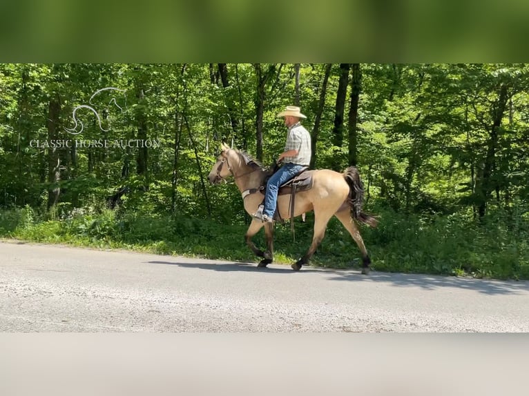 Tennessee Walking Horse Castrone 5 Anni 142 cm Pelle di daino in Whitley City