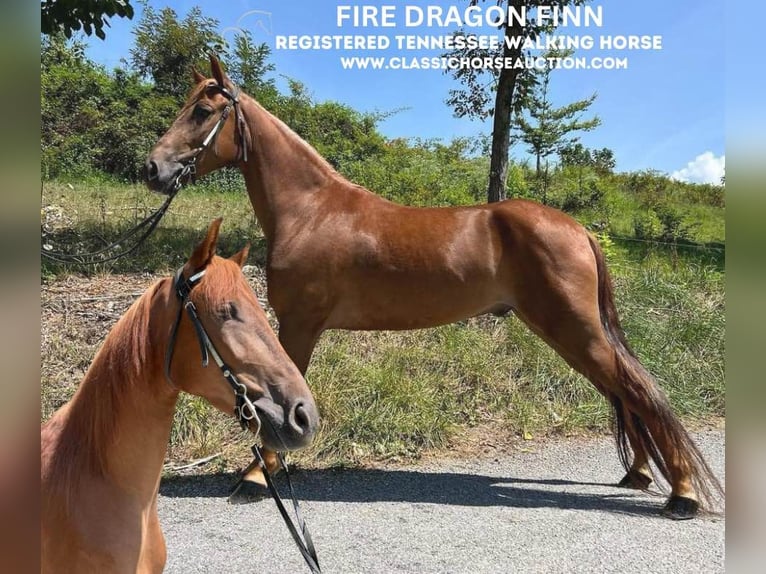 Tennessee Walking Horse Castrone 5 Anni 142 cm Sauro ciliegia in Sneedville, TN