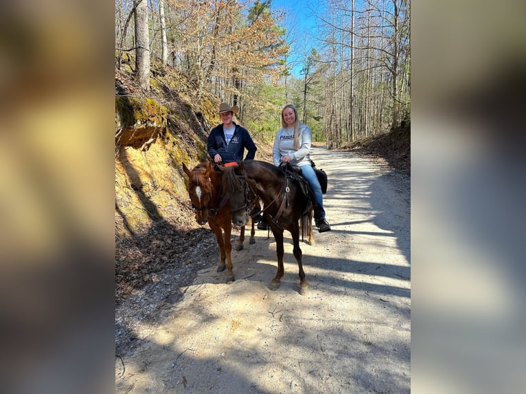 Tennessee Walking Horse Castrone 5 Anni 142 cm Sauro scuro in Sneedville, TN