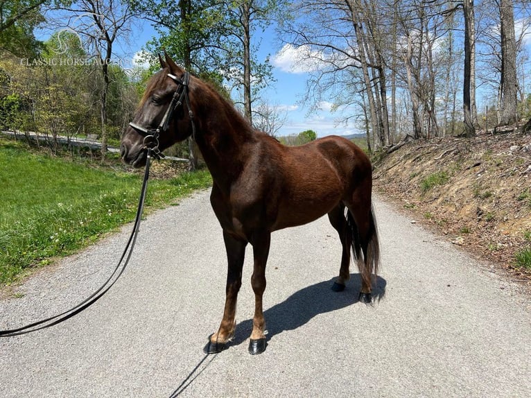 Tennessee Walking Horse Castrone 5 Anni 142 cm Sauro scuro in Sneedville, TN