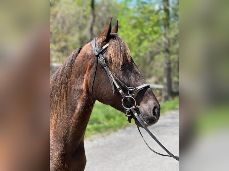 Tennessee Walking Horse Castrone 5 Anni 142 cm Sauro scuro in Sneedville, TN