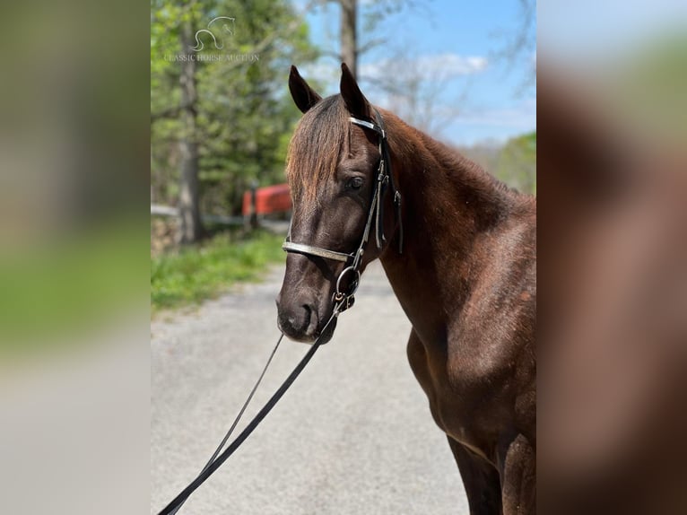 Tennessee Walking Horse Castrone 5 Anni 142 cm Sauro scuro in Sneedville, TN