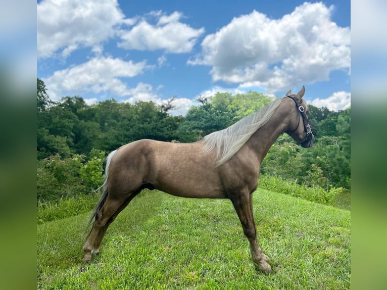 Tennessee Walking Horse Castrone 5 Anni 147 cm Sauro scuro in Whitley City, KY