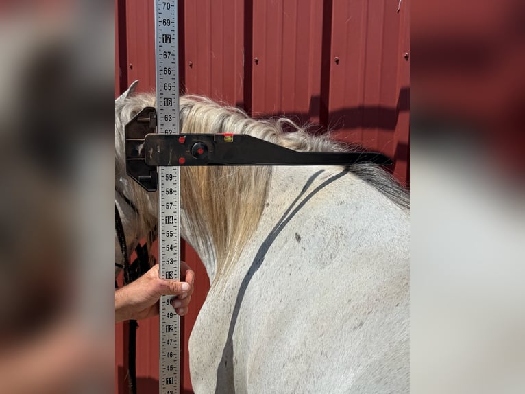 Tennessee Walking Horse Castrone 5 Anni 150 cm Grigio in Wichita Falls