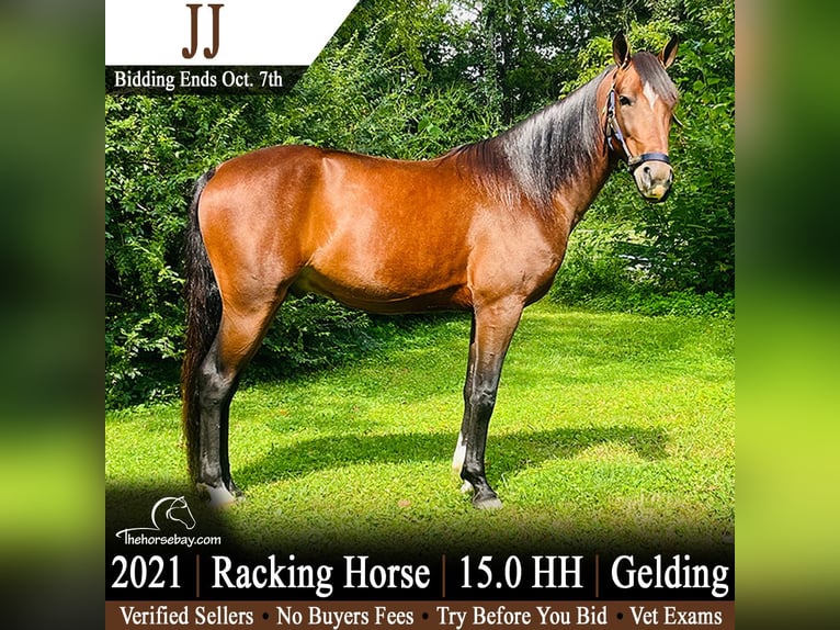 Tennessee Walking Horse Castrone 5 Anni 152 cm Baio ciliegia in Tompkinsville, KY