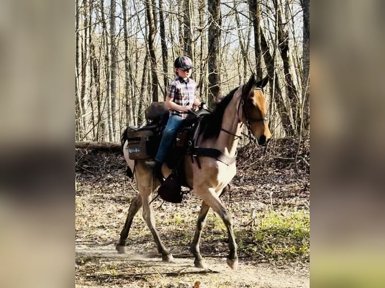 Tennessee Walking Horse Castrone 5 Anni 152 cm Baio ciliegia in Lewisburg, tn