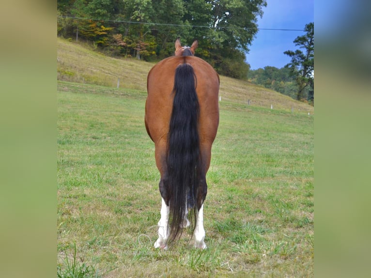 Tennessee Walking Horse Castrone 5 Anni 152 cm Baio ciliegia in Salyersville, KY