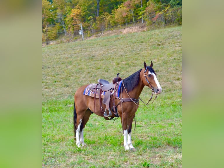 Tennessee Walking Horse Castrone 5 Anni 152 cm Baio ciliegia in Salyersville, KY