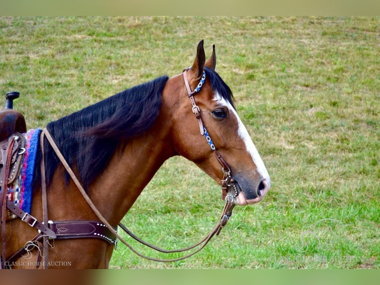 Tennessee Walking Horse Castrone 5 Anni 152 cm Baio ciliegia in Salyersville, KY